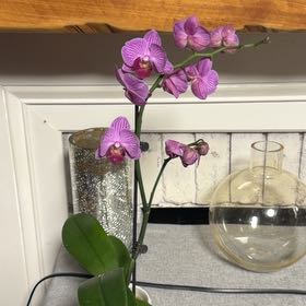 Photo of the plant species Lathyrus Latifolius by @EarlyWorm33 named Wall-E on Greg, the plant care app