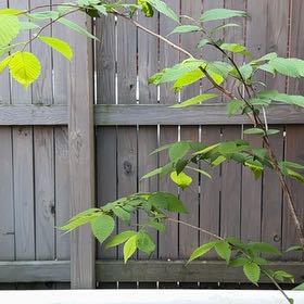 Photo of the plant species American Elm by @DashingTearose named Elmer on Greg, the plant care app