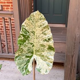 Photo of the plant species Alocasia Batik 'Blizzard' by @DashingTearose named Sir Plancelot on Greg, the plant care app