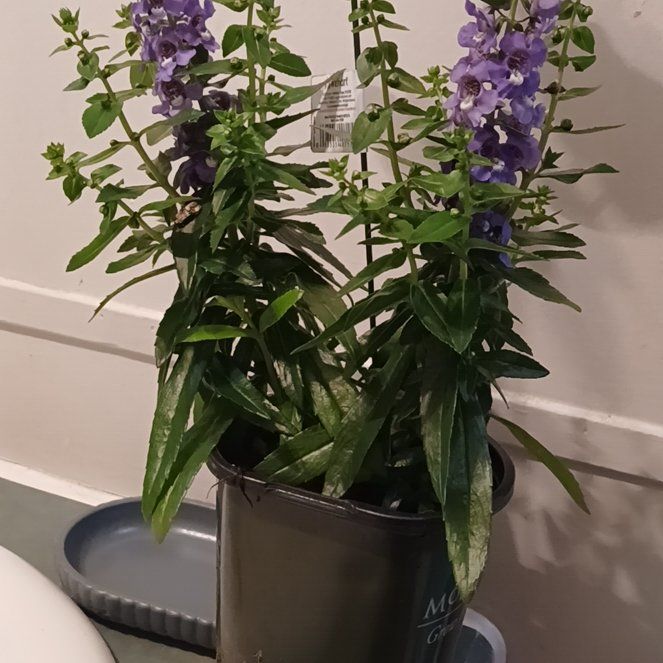 Photo of the plant species Serenita® Sky Blue Angelonia by @ArtisteCactus65 named Aether on Greg, the plant care app
