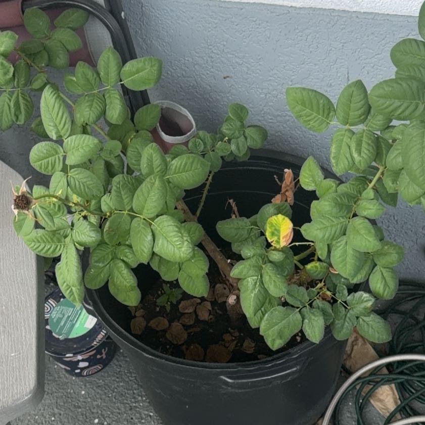 Photo of the plant species Alpine Rose by @Nano45TA named Coco on Greg, the plant care app