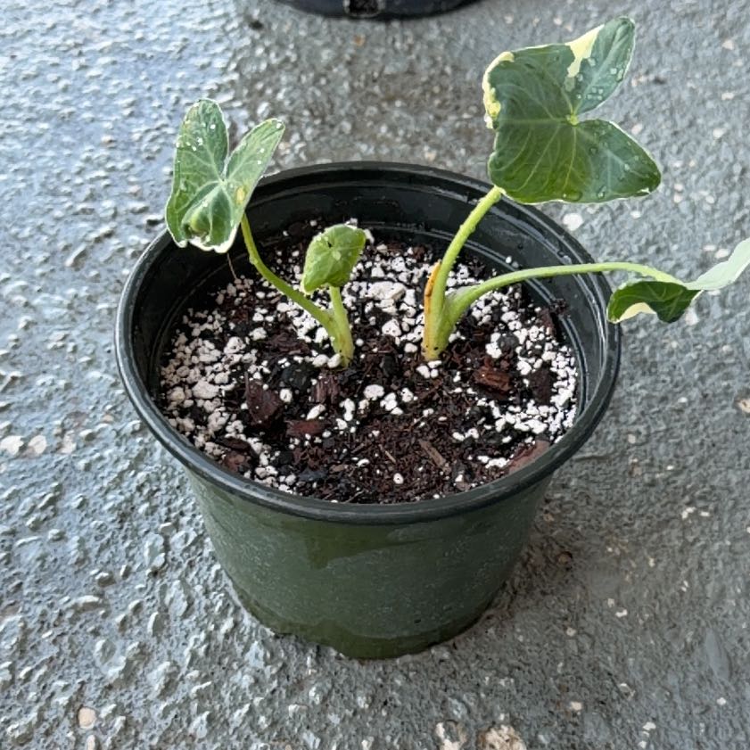 Photo of the plant species Mickey Mouse by @Nano45TA named Taylor Swift on Greg, the plant care app