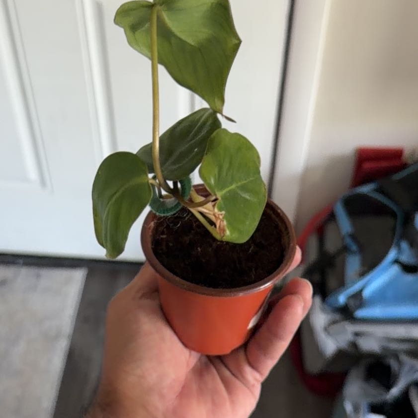 Photo of the plant species Philodendron billietiae x pastazanum by @Nano45TA named Oscar on Greg, the plant care app