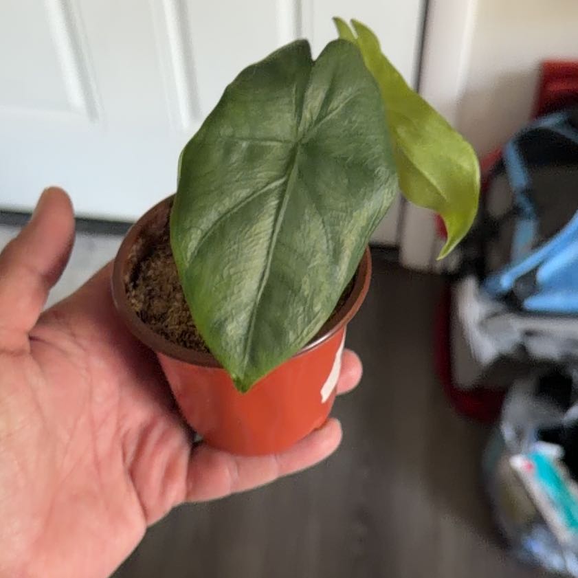 Photo of the plant species Alocasia by @Nano45TA named Figyonce on Greg, the plant care app