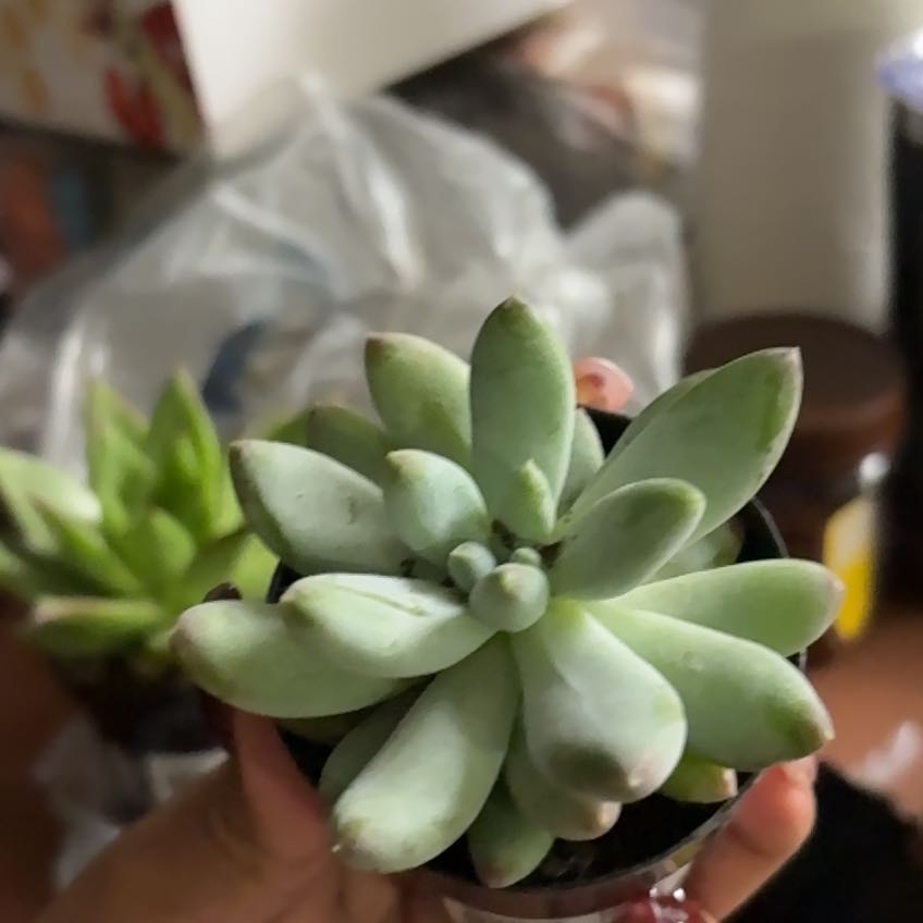 Photo of the plant species Pachyphytum 'Starburst' by @GracefulBacchus named Morgan Treeman on Greg, the plant care app