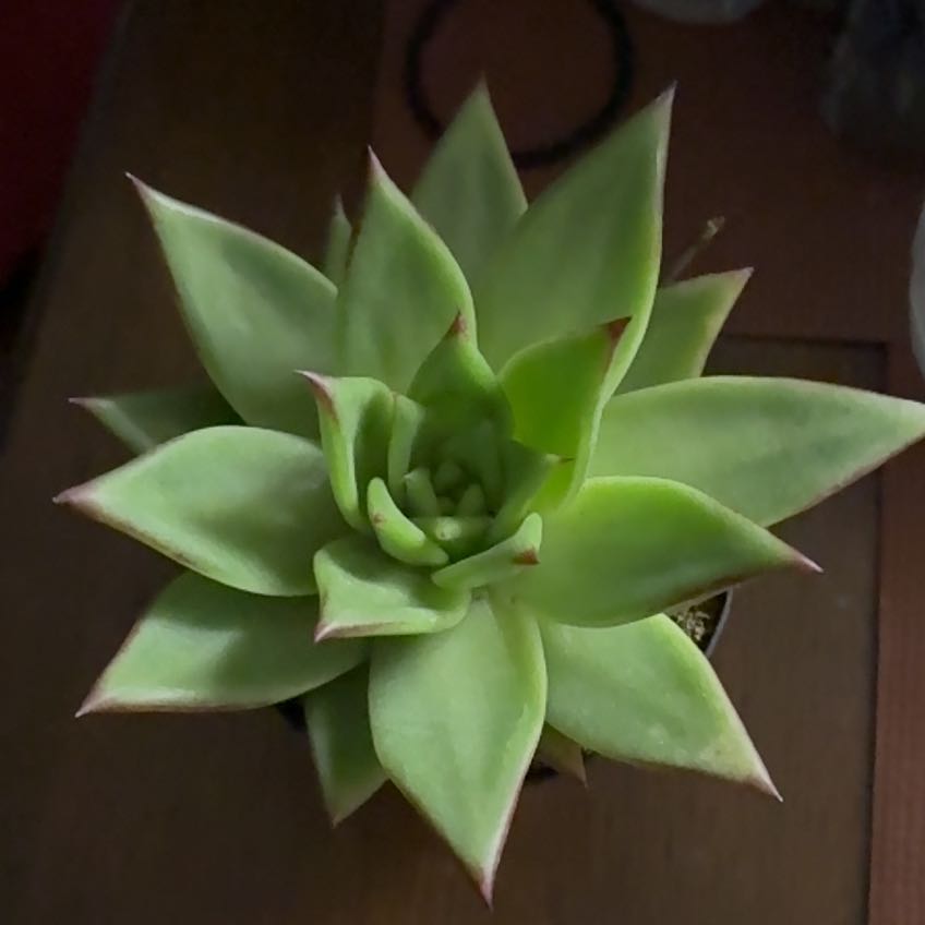 Photo of the plant species Echeveria Ebony by @GracefulBacchus named Luna on Greg, the plant care app