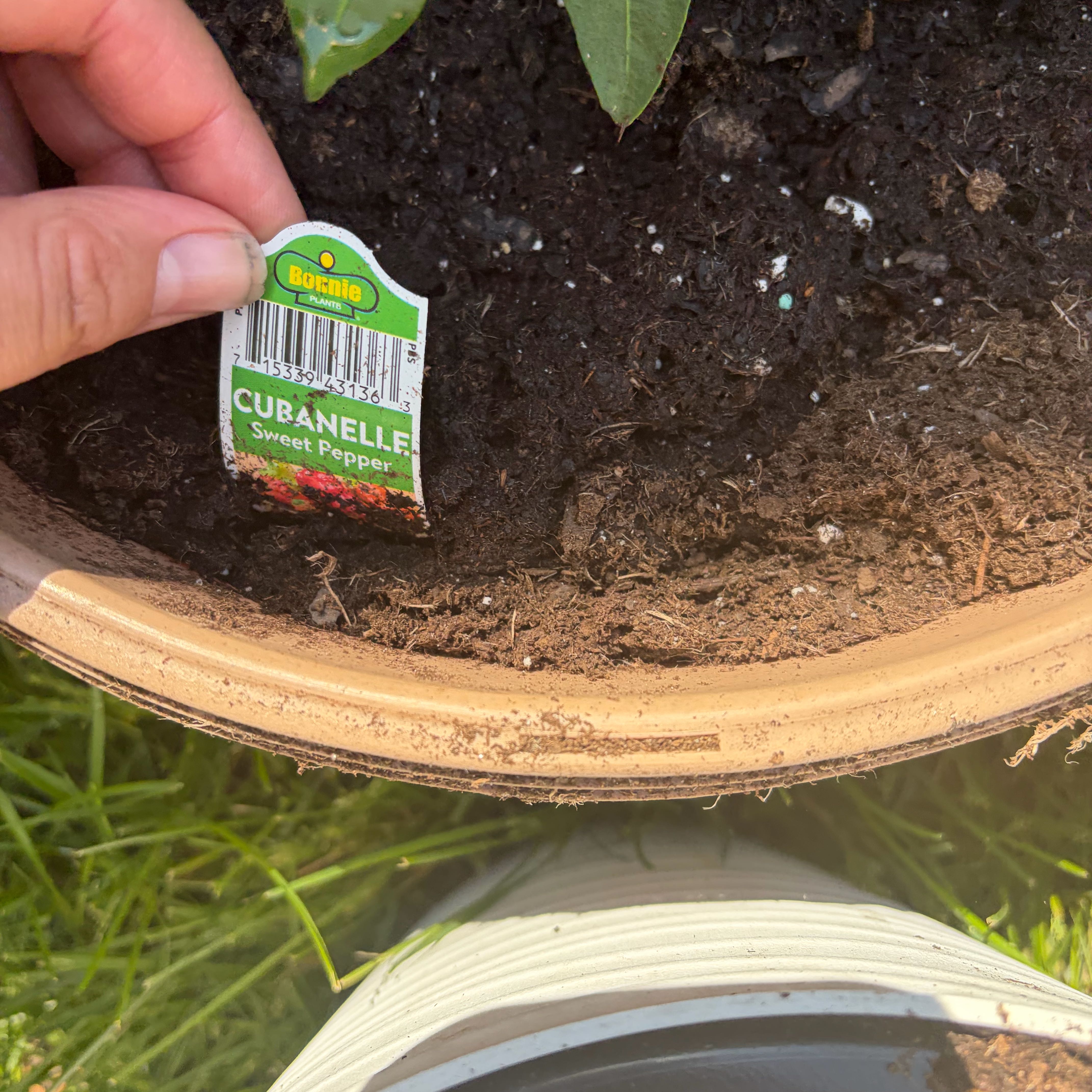 Photo of the plant species Cubanelle Pepper by @ZappyAgave76 named Ronaldo on Greg, the plant care app