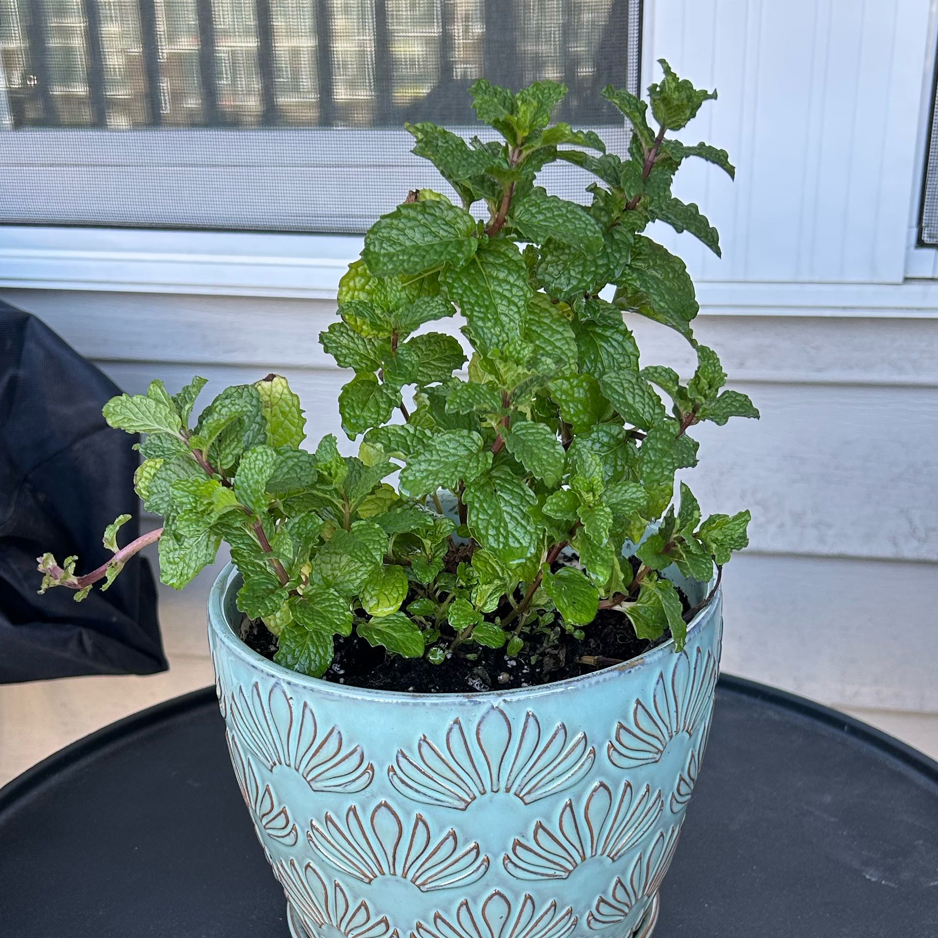 Photo of the plant species Mojito Mint by @BigBlue54 named Ginny on Greg, the plant care app