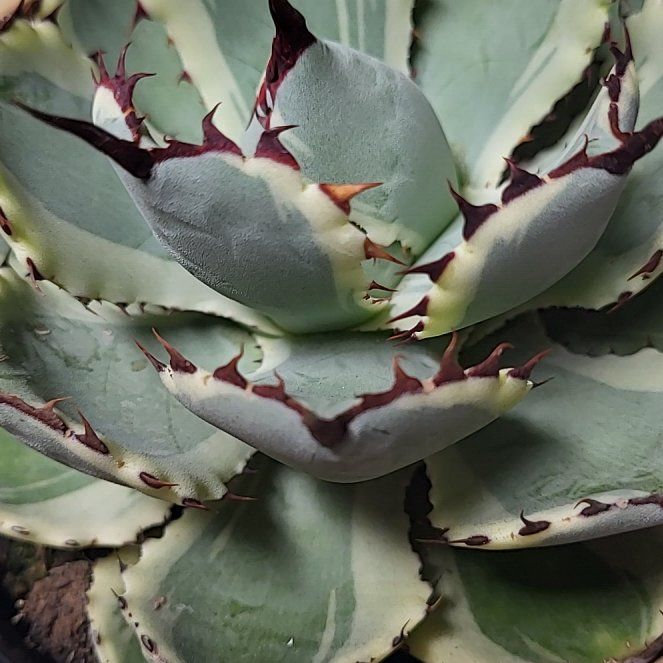 Photo of the plant species Agave 'Kissho Kan' by @WarmBluegiant70 named Messi on Greg, the plant care app