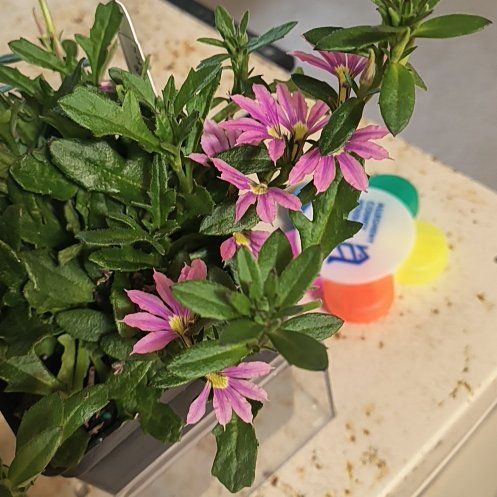 Photo of the plant species Surdiva Fashion Pink Fan Flower by @YoungBlinks12 named Terra on Greg, the plant care app