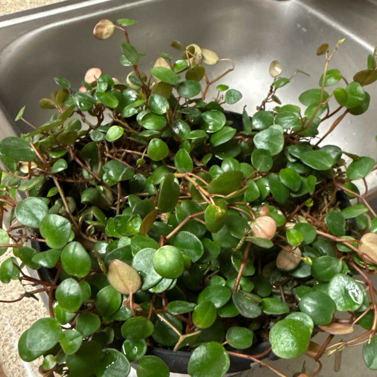 Photo of the plant species Peperomia 'Pepperspot' by @ManlyRosemary83 named Leonardo on Greg, the plant care app
