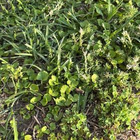 Photo of the plant species Asian Ponysfoot by @VipDamsii57 named Prince on Greg, the plant care app