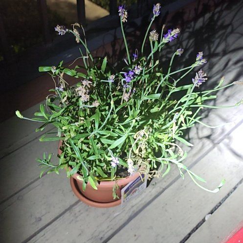 Photo of the plant species English Lavender 'Blue Spear' by @FabCaraway67 named Robert Plant on Greg, the plant care app
