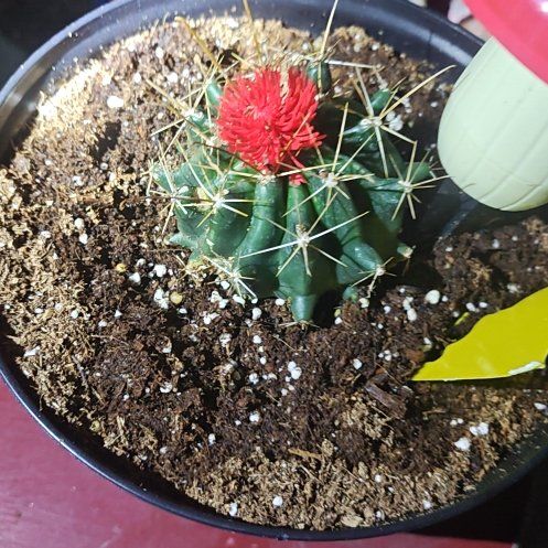 Photo of the plant species Texas Barrel Cactus by @FabCaraway67 named Bruce Lee on Greg, the plant care app