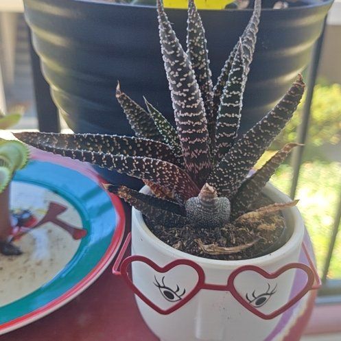 Photo of the plant species Haworthia 'Big Band' by @FabCaraway67 named Surya on Greg, the plant care app