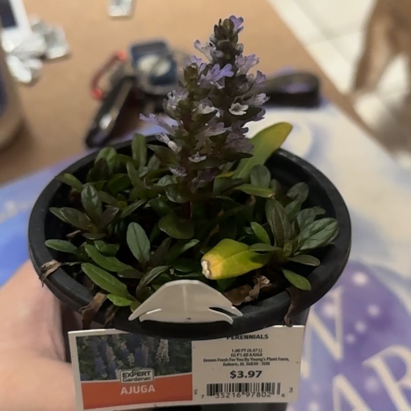 Photo of the plant species Blue Bugle by @CalmSeamango21 named Lola on Greg, the plant care app