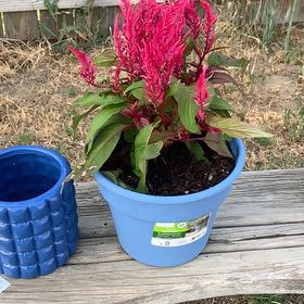 Photo of the plant species Dragons Breath by @NewStingray68 named Vale on Greg, the plant care app