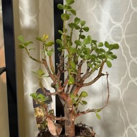 Photo of the plant species Dwarf Jade Plant by @HoorayLuscious named Morgan Treeman on Greg, the plant care app