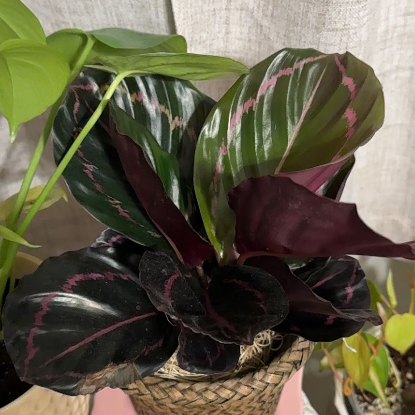 Photo of the plant species Calathea Dottie by @FunFilbert80 named Calathea Dottie on Greg, the plant care app