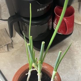 Photo of the plant species Green Onion by @AceMaylily77 named Forrest on Greg, the plant care app