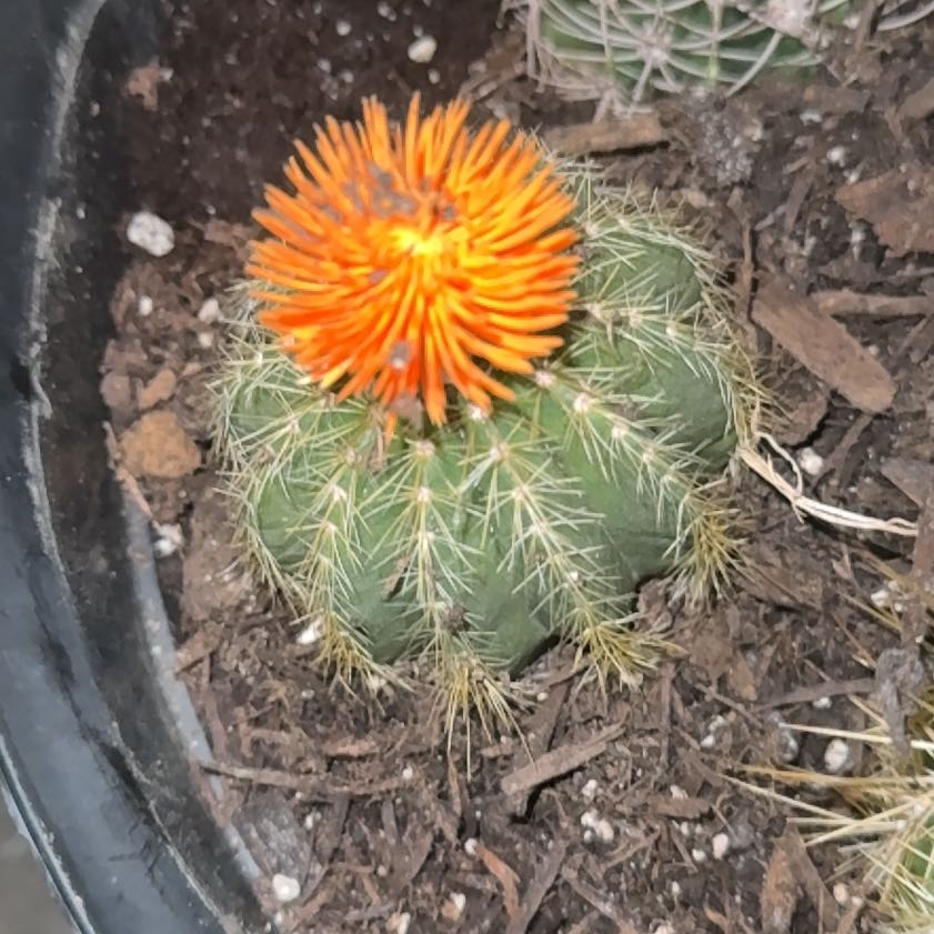 Photo of the plant species Scarlet Hedgehog Cactus by @FairKamahi70 named Peter Parker on Greg, the plant care app