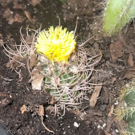 Photo of the plant species Eagle Claw by @FairKamahi70 named Darwin on Greg, the plant care app