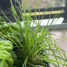 Photo of the plant species cat grass by @StaunchIvy64 named Sherlock on Greg, the plant care app