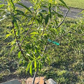Photo of the plant species Peach Tree by @BuffWaxflower51 named Tolkien on Greg, the plant care app
