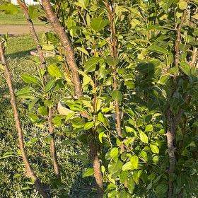 Photo of the plant species Common Pear by @BuffWaxflower51 named Luna on Greg, the plant care app