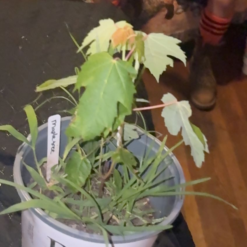 Photo of the plant species Silver Maple by @KindFlax43 named Wall-E on Greg, the plant care app
