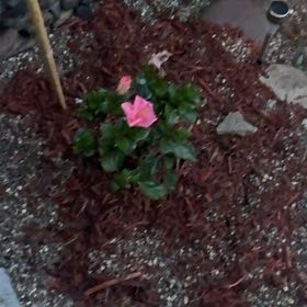 Photo of the plant species Braided Hibiscus by @KindFlax43 named Kardashian on Greg, the plant care app