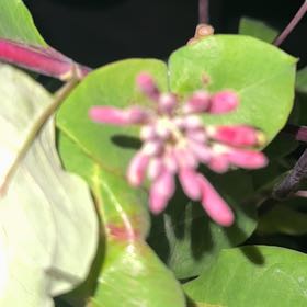 Photo of the plant species Coral Honeysuckle by @NativeEllisia72 named Marilyn on Greg, the plant care app