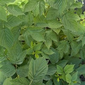 Photo of the plant species European Red Raspberry by @NativeEllisia72 named Sanders on Greg, the plant care app