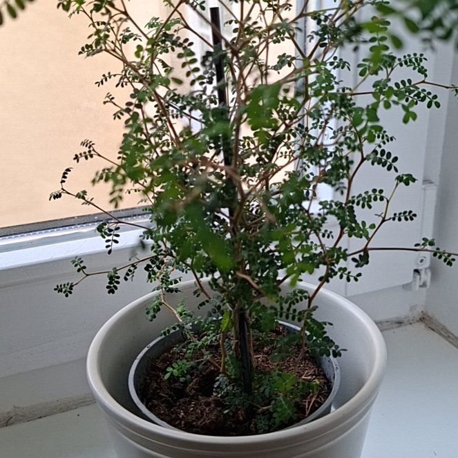 Photo of the plant species Kowhai by @ProTejocote80 named Harmony on Greg, the plant care app