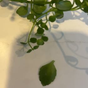 Photo of the plant species Creeping Groundsel by @SpicyMoss66 named Doja Cat on Greg, the plant care app