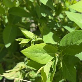 Photo of the plant species Tatarian Honeysuckle by @SpicyMoss66 named Kesha on Greg, the plant care app