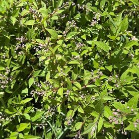 Photo of the plant species Japanese Meadowsweet by @SpicyMoss66 named Beckham on Greg, the plant care app