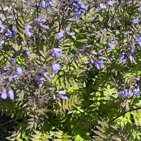 Photo of the plant species Spreading Jacob's Ladder by @SpicyMoss66 named Bella on Greg, the plant care app