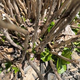 Photo of the plant species Oakleaf Hydrangea by @SpicyMoss66 named Dolores on Greg, the plant care app
