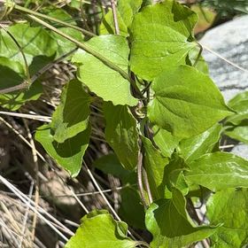 Photo of the plant species Purple Clematis by @SpicyMoss66 named Keanu Leaves on Greg, the plant care app