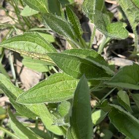 Photo of the plant species Blackeyed Susan by @SpicyMoss66 named Anne on Greg, the plant care app