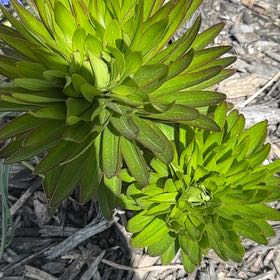 Photo of the plant species Madonna Lily by @SpicyMoss66 named Taylor Swift on Greg, the plant care app