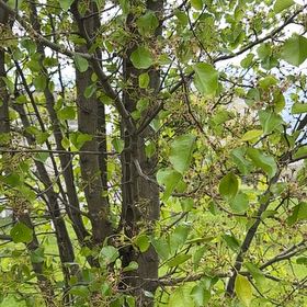 Photo of the plant species Bradford Pear by @SpicyMoss66 named Orlando Bloom on Greg, the plant care app