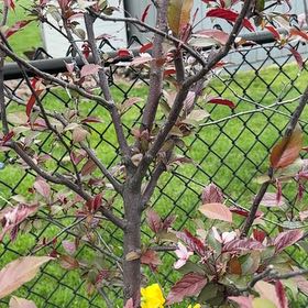 Photo of the plant species Cherry Plum by @SpicyMoss66 named Sanders on Greg, the plant care app
