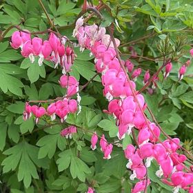 Photo of the plant species Asian Bleeding-Heart by @SpicyMoss66 named Bieber on Greg, the plant care app
