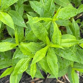 Photo of the plant species Peppermint Twist by @SpicyMoss66 named Elina on Greg, the plant care app