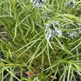 Photo of the plant species Texas-Star by @SpicyMoss66 named Terra on Greg, the plant care app