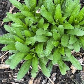 Photo of the plant species Max Chrysanthemum by @SpicyMoss66 named Nithin on Greg, the plant care app
