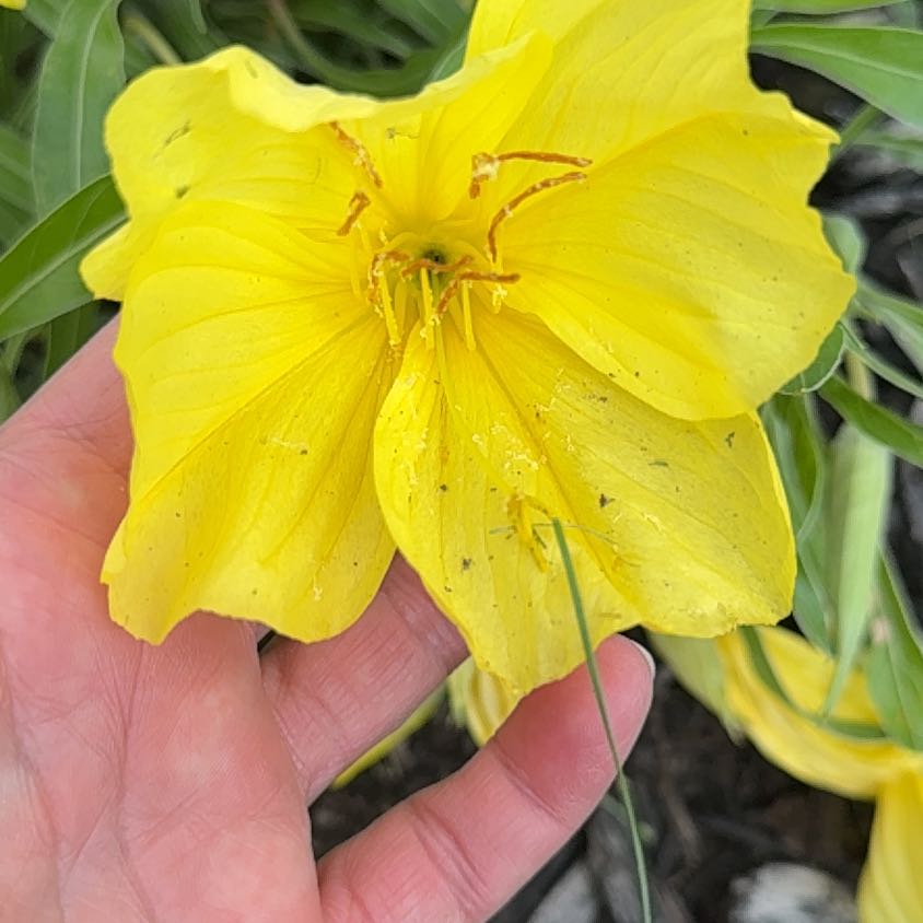 Photo of the plant species Fremont's Evening Primrose by @SpicyMoss66 named Coco on Greg, the plant care app