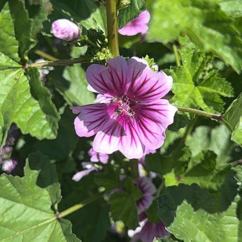 Photo of the plant species High Mallow by @SpicyMoss66 named Apollo on Greg, the plant care app